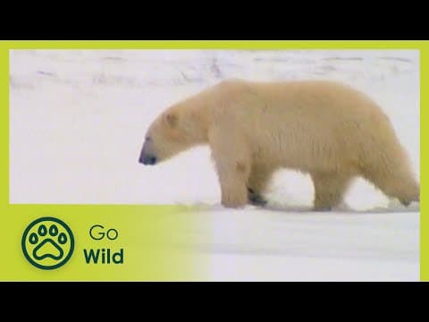 Polar bears - fantastic creatures