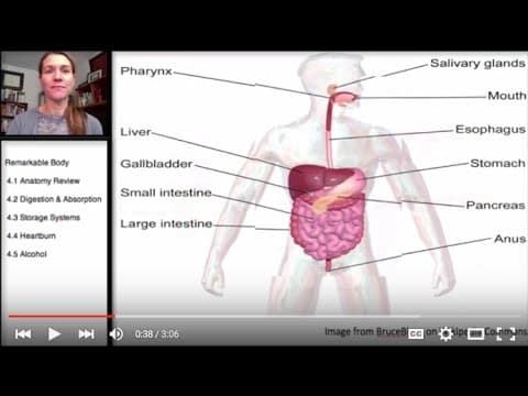 Remarkable Body: Basic Anatomy