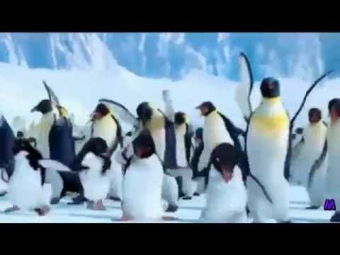 The Penguin Song Happy Birthday