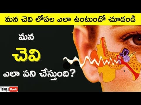 Working of Human Ear in Telugu | How Human Ear Works Explained in Telugu