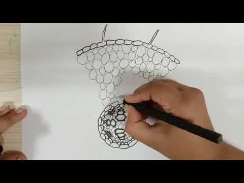 How to draw Transverse Section of Dicot Root