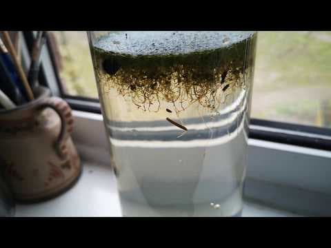 The Pond On My Window Sill a DIY ecosphere experiment