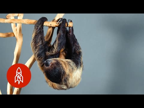 This Two-Toed Sloth Is an Excellent Swimmer