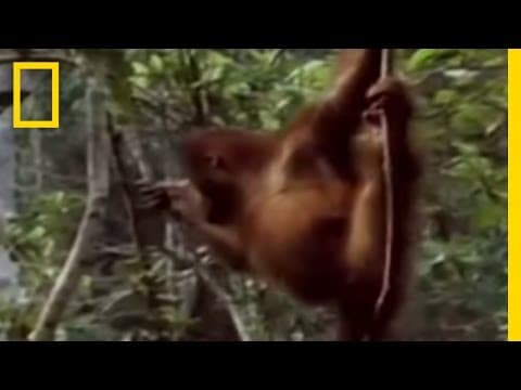 Primates of Indonesia