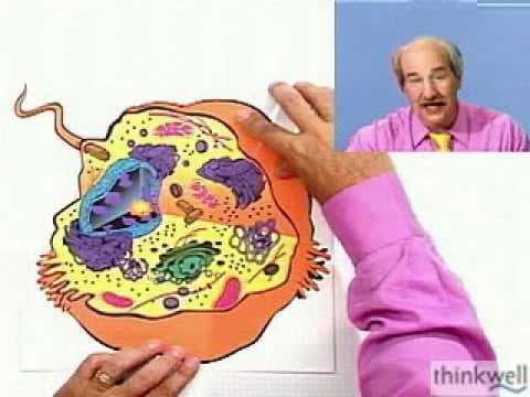 Plant and Animal Cell Overview: The Basics