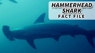 Hammerhead Shark Facts| WHY the HAMMER HEAD