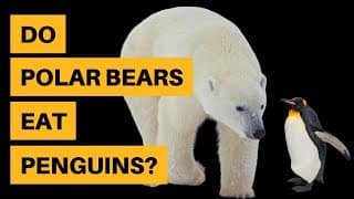 Do Polar Bears Eat Penguins