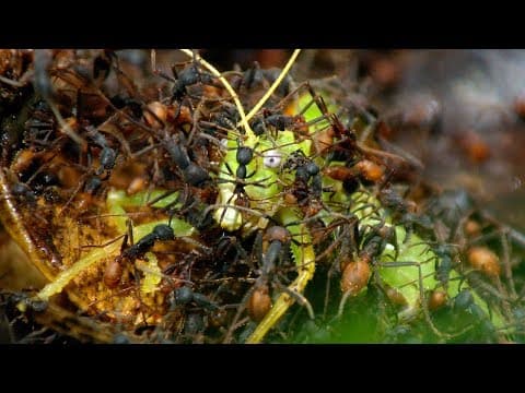 Army Ants Rampage Through The Forest | The Hunt