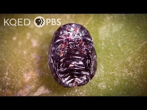 Meet the Bug You Didn't Know You Were Eating | Deep Look - YouTube