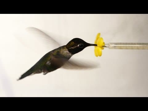 What Happens When You Put a Hummingbird in a Wind Tunnel? | Deep Look - YouTube