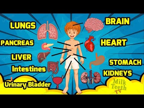 Internal Organs in Human Body for kids | List of Important Internal Organs Grade 2 EVS