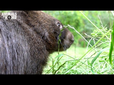 Wombat keeper talk from Healesville Sanctuary
