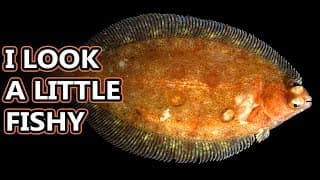 Flounder |Flatfish Facts | the ONE-SIDED FISH