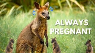 Swamp Wallabies Stay Pregnant All Their Life
