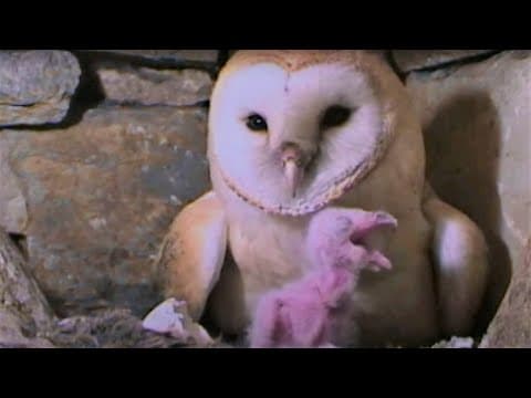 The formidable fighting poison dart frog