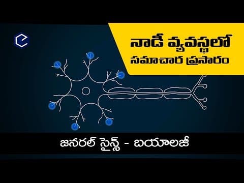How neurons work ? in telugu #నాడీ వ్యవస్థలో సమాచార ప్రసారం | General science biology in telugu