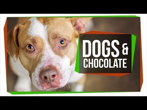 Why Can't Dogs Eat Chocolate? - YouTube