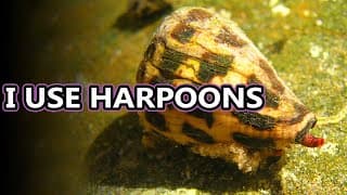 Cone Snail facts |some of the deadliest creatures in the ocean