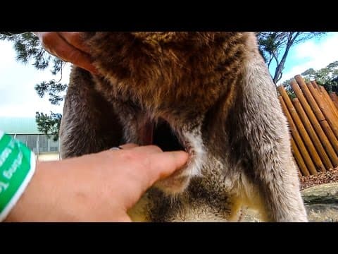 Inside a Kangaroo Pouch - Smarter Every Day 139 - YouTube