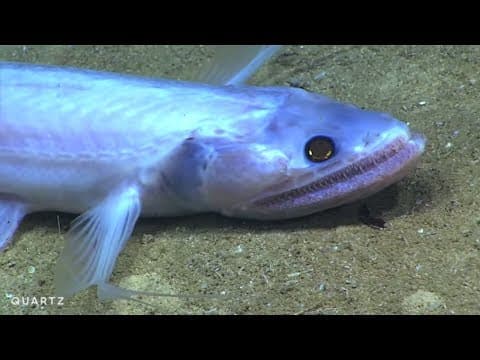 Stunning images of deep sea creatures