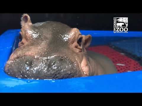 Baby Hippo Fionas Special Moments- Never-before-seen Videos from Care Team - Cincinnati Zoo