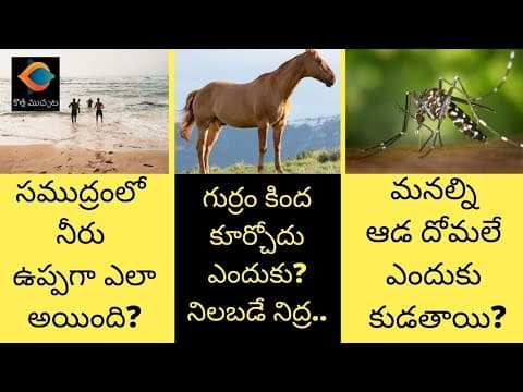 ఆడ దోమలే మనల్ని ఎందుకు కుడతాయి? | Why Female Mosquito Bites