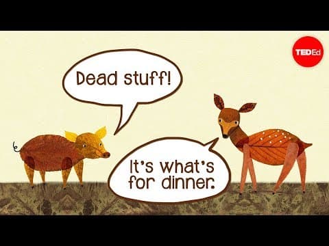 Dead stuff: The secret ingredient in our food chain - John C. Moore - YouTube