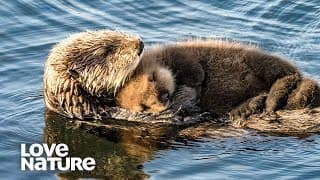Baby Otter Snuggles On Mom’s Belly