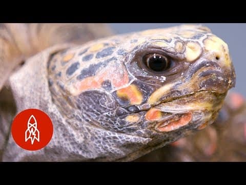 This Tortoise Could Be Extinct in 20 Years