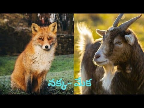 #Fox and goat, నక్క- మేక, Panchatantra neethi kathalu, Animal stories, moral stories