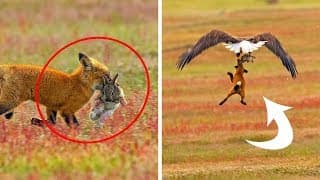 Photographer Shoots Epic Battle Between Fox And Eagle Over Rabbit And It Gets More And More Epic Wi