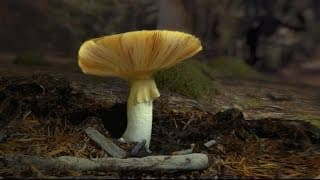 Habitat Earth in the Classroom