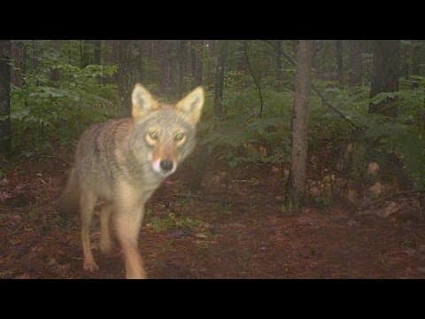 Largest-Ever Camera-Trap Research of Michigan Wildlife - YouTube