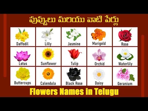 పువ్వులు మరియు వాటి పేర్లు - Flowers Names in Telugu - Kids Learning Videos - Pre School Videos