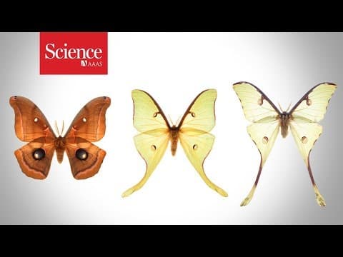 Watch how battles with bats give moths such flashy tails - YouTube