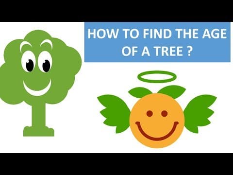 How to find the age of a tree - science educational video for children