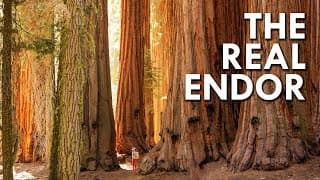 Giant Sequoias | Sci-Fi Trees You Don’t Need To Go To A Galaxy Far Far Away To See