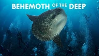 Mola Mola | Behemoths of the Deep