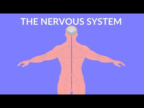 The Nervous System | Video for Kids