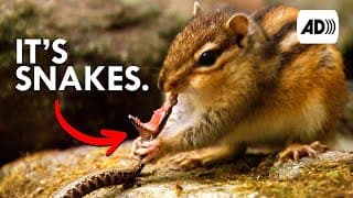 Chipmunk| Described Video