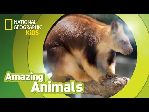 Tree kangaroo - amazing animals