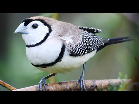 10 Most Beautiful Finches in the World P2