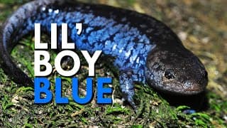 Blue Spotted Salamanders Have A Unique and Stinky Defence