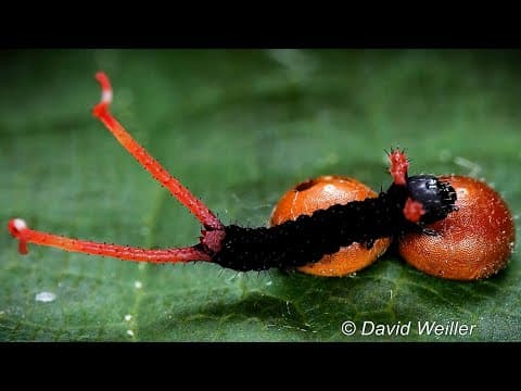 Hum Chitra Banate Hai We Make Images an animation made with Bhil traditional art