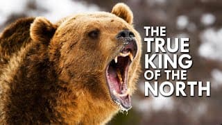 Grizzly Bear | The True King of the North