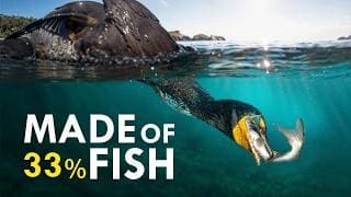 Cormorants | The World's Most Hated Birds