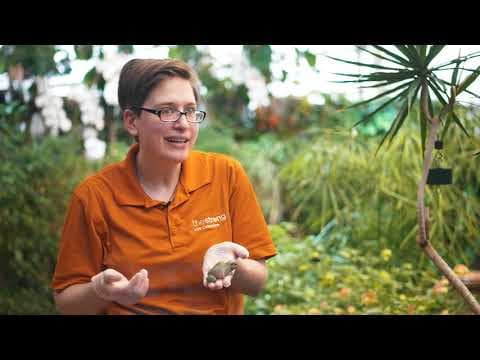 Wolf to Dog Evolution|How Dogs Eventually Became Our Best Friends