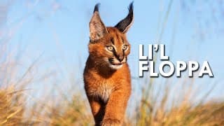Caracal| King of the Flop