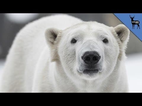 Polar Bears Are ACTUALLY Black
