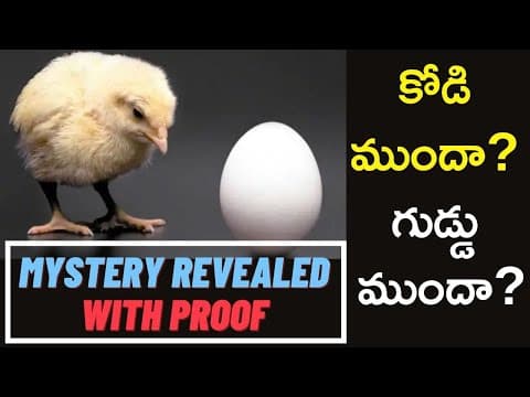 Egg First or Hen First in Telugu | కోడి ముందా గుడ్డు ముందా? తేలిపోయింది